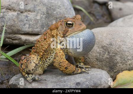 Amerikanische Kröte (Bufo americanus), männliche Berufung, Gesangssac aufgebläht, Philadelphia, Pennsylvania, USA. Mai. Stockfoto