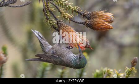 Ecuadorian hillstar (Oreotrochilus chimborazo) weiblich auf Chirquiragua, Antisanilla Ecuador. Stockfoto