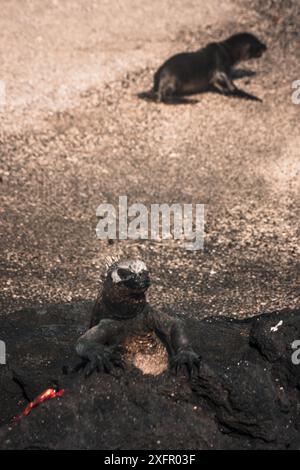 Ein Meeresleguan ruht an einem felsigen Ufer, während ein Seelöwen im Hintergrund spielt und die einzigartige Tierwelt der Galapagos-Inseln zeigt. Stockfoto