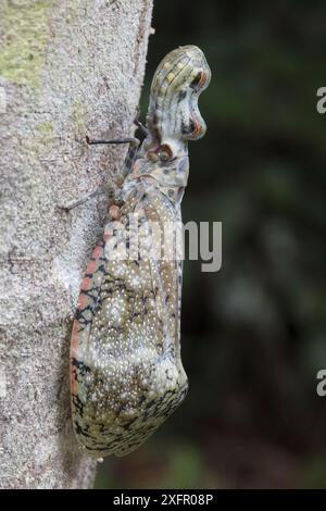 Peanuthead Bug / Lanternfly (Fulgora lateneria) Copalinga, Ecuador. Stockfoto