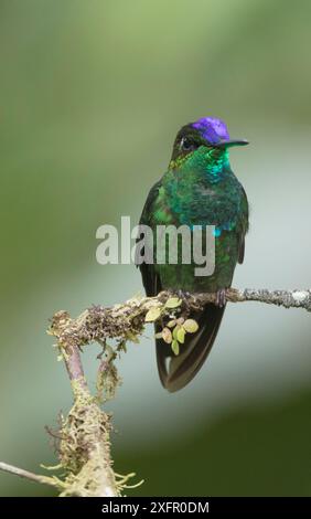 Violett-fronted Brillant (Heliodoxa leadbeateri) Ecuador Stockfoto