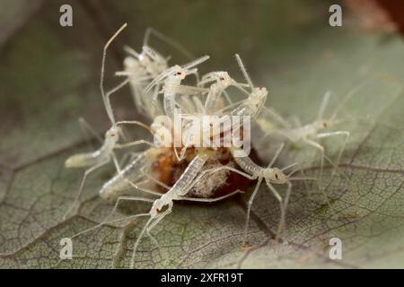 Blassgrüne Assassinen-Insekten (Zelus luridus) schlüpfen aus der Eiermasse, Fort Washington State Park, Philadelphia, Pennsylvania, USA, Juni. Stockfoto