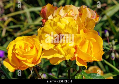 Drei gelbe Rosen in voller Blüte im Garten bei Sonnenlicht, Bad Zwischenahn, Niedersachsen, Deutschland Stockfoto