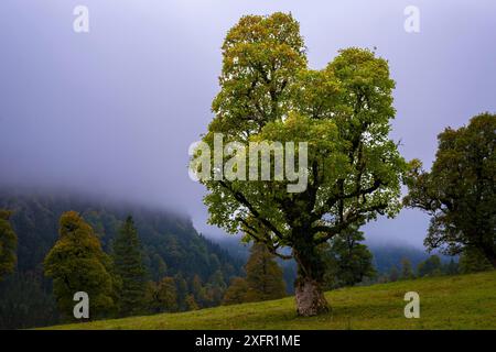 Ahornbäume (Acer pseudoplataus), am Wankerfleck, Ammergauer Alpen, Ostallgäu, Bayern, Deutschland Stockfoto