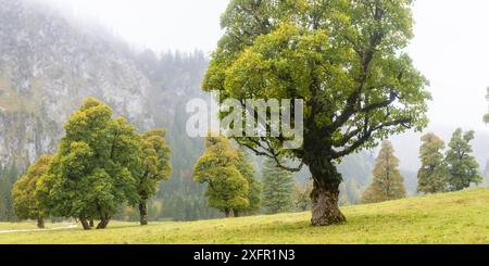 Ahornbäume (Acer pseudoplataus), am Wankerfleck, Ammergauer Alpen, Ostallgäu, Bayern, Deutschland Stockfoto