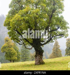 Ahornbäume (Acer pseudoplataus), am Wankerfleck, Ammergauer Alpen, Ostallgäu, Bayern, Deutschland Stockfoto