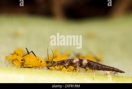 Braune Lacewing (Micromus sp)-Larve, die Oleander-Blattlaus (Aphis nerii) auf gemeinem Milchweed isst, USA. Stockfoto