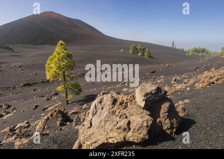 Vulkan Chinyero, Arena Negras Zone, Teide Nationalpark, Teneriffa, Kanarische Inseln, Spanien Stockfoto