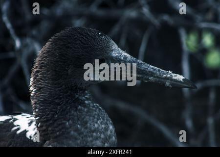 Eine Nahaufnahme eines Galapagos-Boobys mit detaillierten Merkmalen und unverwechselbarem Schnabel in einer natürlichen Umgebung, perfekt für Wildtiere Stockfoto