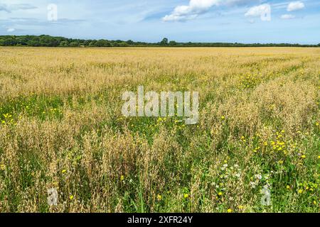 Haferanbau (Avena sativa) auf ökologischem Landwirtschaftsbetrieb mit Wildblumen, Cheshire, UK, August 2017. Stockfoto