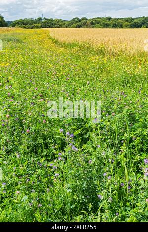 Haferanbau (Avena sativa) auf ökologischem Landbau mit Wildblumen, die unter der Ernte Cheshire, England, Vereinigtes Königreich, August 2017 wachsen. Stockfoto