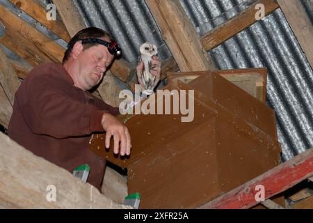 Scheuneneule (Tyto alba) Küken aus einem Nistkasten in einer alten Scheune zum Beringen während einer lizenzierten Nistkistenuntersuchung, Suffolk, Großbritannien, Juli. Modell freigegeben. Stockfoto