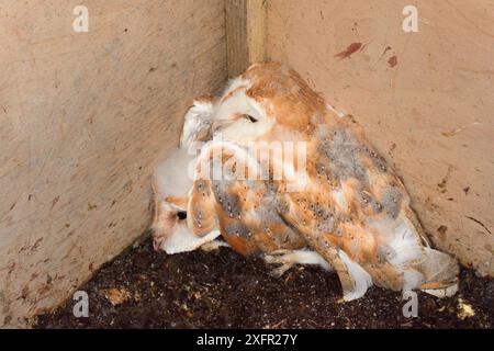 Scheuneneule (Tyto alba), zwei reife Küken, die in einem Nistkasten in einer alten Scheune während einer lizenzierten Nistkistenuntersuchung in Suffolk, Großbritannien, im Juli gefunden wurden. Stockfoto