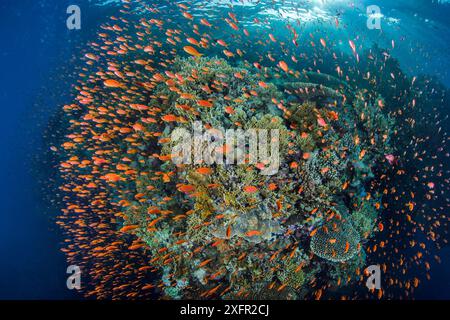 Scalefin Anthias (Pseudanthias squamipinnis) schwärmen vor einem Korallenriff, um sich von Zooplankton zu ernähren, das von der Strömung ins Riff gebracht wird. Ras Mohammed National Park, Sinai, Ägypten. Rotes Meer. Stockfoto