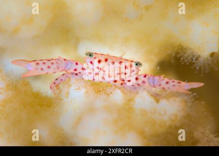 Rotfleckenkrabbe (Trapezia tigrina) in Hartkorallen (Pocillopora sp.) Ras Torombo, Marsa Alam, Ägypten. Rotes Meer Stockfoto