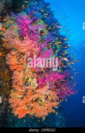 Farbenfrohe Korallenriffwand, mit orangen Scalefin Anthias (Pseudanthias squamipinnis), die über rosa und orange Weichkorallen (Dendronephthya hemprichi) und ( Dendronephthya klunzingeri) in einer Strömung schwärmen. Shark Reef, Ras Mohammed National Park, Sinai, Ägypten. Rotes Meer Stockfoto