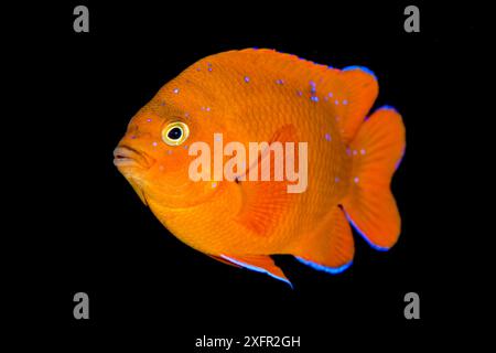 Garibaldi (Hypsypops rubicundus) juvenil, Porträt. Santa Barbara Island, Kanalinseln. Los Angeles, Kalifornien, Vereinigte Staaten von Amerika. Nord-Ost-Pazifik. Stockfoto