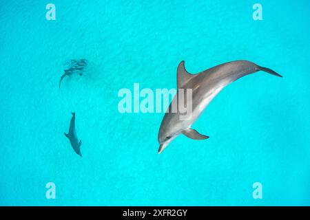 Zwei Atlantische Fleckendelfine (Stenella frontalis) jagen eine Schar von Palometa-Fischen (Trachinotus goodei), die einen Ammenhai (Ginglymostoma cirratum) zum Schutz umgeben haben. Süd-Bimini, Bahamas. Das Bahamas National Shark Sanctuary. Golfstrom, Westatlantik. Stockfoto