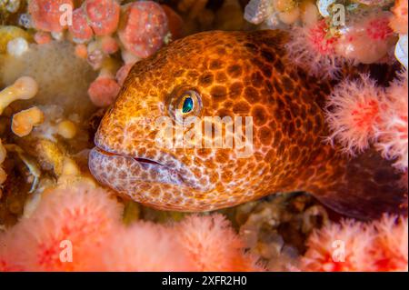 Der bunte junge Wolfsaal (Anarrhuchthys ocellatus) verbirgt sich zwischen Weichkorallen. Browning Pass, Port Hardy, Vancouver Island, British Columbia, Kanada. Queen Charlotte Strait, Nord-Ost-Pazifik Stockfoto