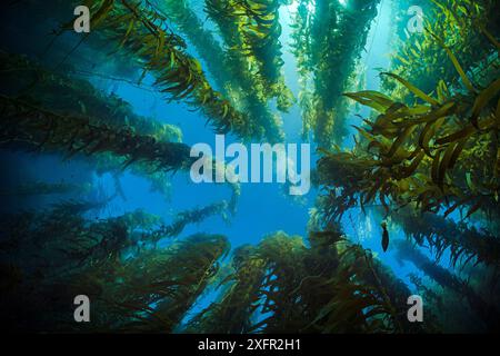 Blick nach oben durch einen riesigen Seetangwald (Macrocystis pyrifera). Santa Barbara Island, die Kanalinseln, Kalifornien, Vereinigte Staaten von Amerika. Ostpazifik Stockfoto