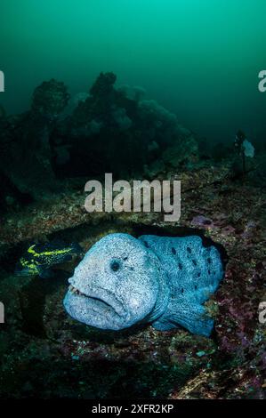 Wolf Aal (Anarrhichthys ocellatus), der sich unter einem Wrack versteckt. Browning Pass, Port Hardy, Vancouver Island, British Columbia, Kanada. Queen Charlotte Strait, Nord-Ost-Pazifik Stockfoto