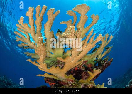 Blick auf eine Kolonie von Elkhornkorallen (Acropora palmata), die auf einem Korallenriff wächst. Das Wachstum auf diesem Foto repräsentiert das 12-jährige Wachstum seit dem Hurrikan Ivan im Jahr 2004, der die Kolonie ebnete. East End, Grand Cayman, Cayman Islands. Britische Westindien. Karibik. Stockfoto