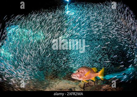 Der Schlosser (Lutjanus apodus) jagt Silversiden (Atherinidae) in einer Korallenhöhle. George Town, Grand Cayman, Cayman Islands, British West Indies. Karibik. Stockfoto