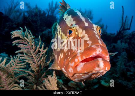 Porträt eines Nassau-Gruppers (Epinephelus striatus) auf einem Korallenriff. Jardines de la Reina, Gärten des Queen-Nationalparks, Kuba. Karibik. Stockfoto