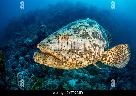 Goliath-Grupper (Epinephelus itajara) auf einem Korallenriff. Jardines de la Reina, Gärten des Queen-Nationalparks, Kuba. Karibik. Stockfoto