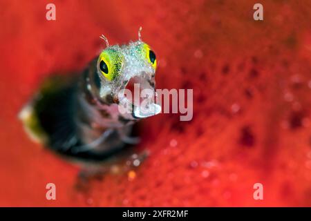 Spinyhead Blenny (Acanthemblemaria spinosa) Gähnen, auf einem roten Schwamm. Jardines de la Reina, Gärten des Queen-Nationalparks, Kuba. Karibik. Stockfoto