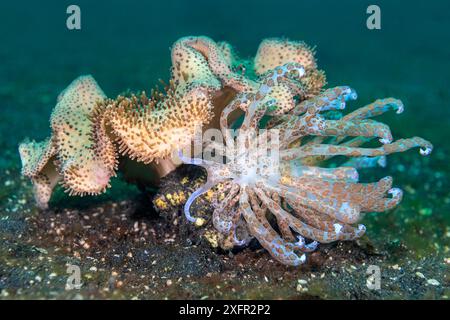 Solarbetriebene Nacktschnecke (Phyllodesmium longicirrum) ernährt sich von einer Pilzlederkoralle (Sarcophyton sp.). Bitung, Nord-Sulawesi, Indonesien. Lembeh-Straße, Molukkensee Stockfoto