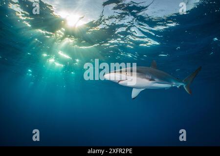 Junger Seidenhai (Carcharhinus falciformis), der unter der Meeresoberfläche schwimmt, Jardines de la Reina, Gärten des Queen-Nationalparks, Kuba. Karibik. Stockfoto