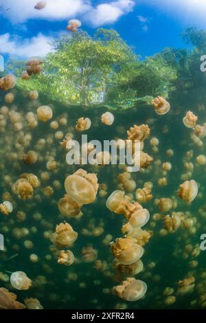 Ansammlung von Goldquallen (Mastigias sp.) In einem Meeressee in Palau, Jellyfish Lake, Eil Malk Island, Rock Islands, Palau. Tropischer Nordpazifik. Stockfoto