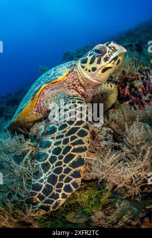 Karettschildkröte (Eretmochelys imbricata), die auf einem Korallenriff ruht. Felseninseln, Palau, Mirconesien. Tropischer Westpazifik Stockfoto