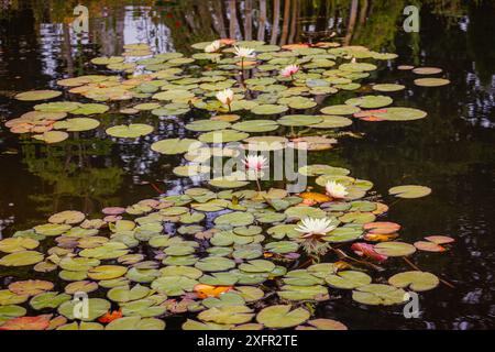 Rosa und gelbe Wasserlilie Nymphaea „Barbara Dobbins“ blüht im Sommer in einem Teich im RHS Garden Wisley, Surrey, Südosten Englands Stockfoto