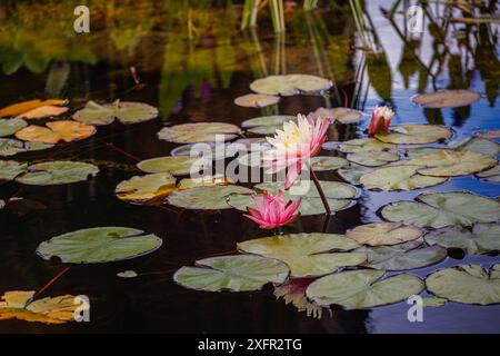 Rosa und gelbe Wasserlilie Nymphaea „Barbara Dobbins“ blüht im Sommer in einem Teich im RHS Garden Wisley, Surrey, Südosten Englands Stockfoto