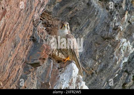 Saker Falke (Falco Cherrug) auf Felsen, Sanjiangyuan National Nature Reserve, Qinghai Hoh XIL UNESCO-Weltkulturerbe, Qinghai-Tibet Plateau, Qinghai Provinz, China. Stockfoto