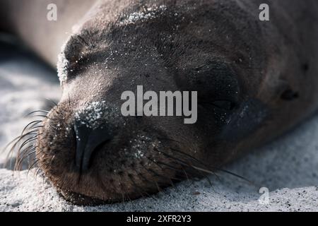 Eine ruhige Nahaufnahme eines Seelöwen, der an den Sandstränden der Galapagos-Inseln schläft, zeigt die intime Schönheit dieses ruhigen Moments. Stockfoto