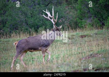 Hirschhirsch (Cervus albirostris), Naturschutzgebiet Sanjiangyuan, UNESCO-Weltkulturerbe Qinghai Hoh XIL, Qinghai-Tibet-Plateau, Provinz Qinghai, China. Stockfoto