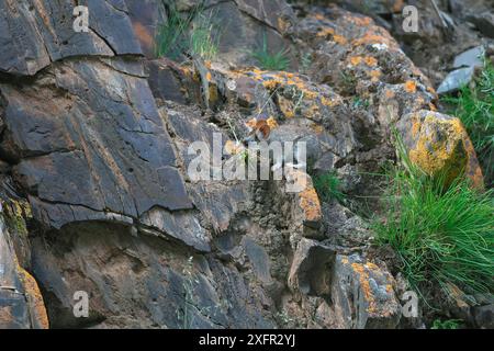 Pika (Ochotona gloveri) mit Vegetation zum Nest, Sanjiangyuan National Nature Reserve, Qinghai Hoh XIL UNESCO-Weltkulturerbe, Qinghai-Tibet Plateau, Qinghai Provinz, China. Stockfoto