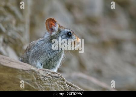 Porträt Pika (Ochotona gloveri), Naturschutzgebiet Sanjiangyuan, UNESCO-Weltkulturerbe Qinghai Hoh XIL, Qinghai-Tibet-Plateau, Provinz Qinghai, China. Stockfoto