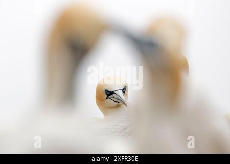 Gannet (Morus bassanus) Porträt zwischen dem höfischen Paar, Great Saltee, Saltee Islands, County Wexford, Irland. Juni Stockfoto