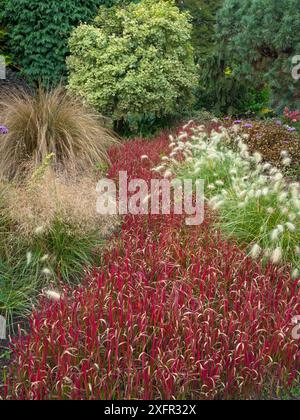 Japanisches Blutgras (Imperata zylindrica) 'Rubra' im Gartenrand. Stockfoto