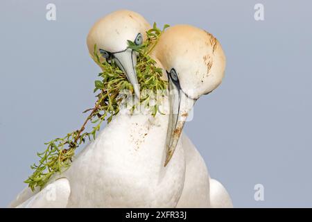 Gannet (Morus bassanus)-Paar, das sich Nestmaterial anbietet. Nahaufnahme Porträt. Great Saltee, Saltee Islands, County Wexford, Irland. Juni Stockfoto