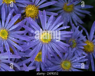 Michaelmas Gänseblümchen (Aster amellus) blüht im Garten. Stockfoto