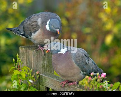 Holztauben (Columba palumbus), männlich und weiblich während der Balzvorstellung, Norfolk, England, UK, August. Stockfoto