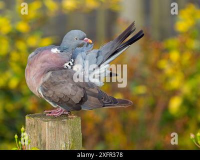 Holztaube (Columba palumbus) im Garten, Norfolk, England, Großbritannien, August. Stockfoto