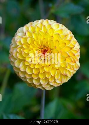 Dahlia 'Sunny Boy' Blume in Sommergrenze Stockfoto