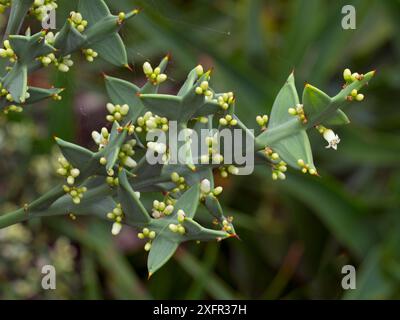 Ankerpflanze (Colletia paradoxa) aus Uruguay und Südbrasilien Stockfoto