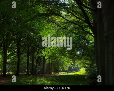 Strecke durch Buchenholz (Fagus sylvatica) Felbrigg Great Wood, Norfolk, Großbritannien, Oktober. Stockfoto